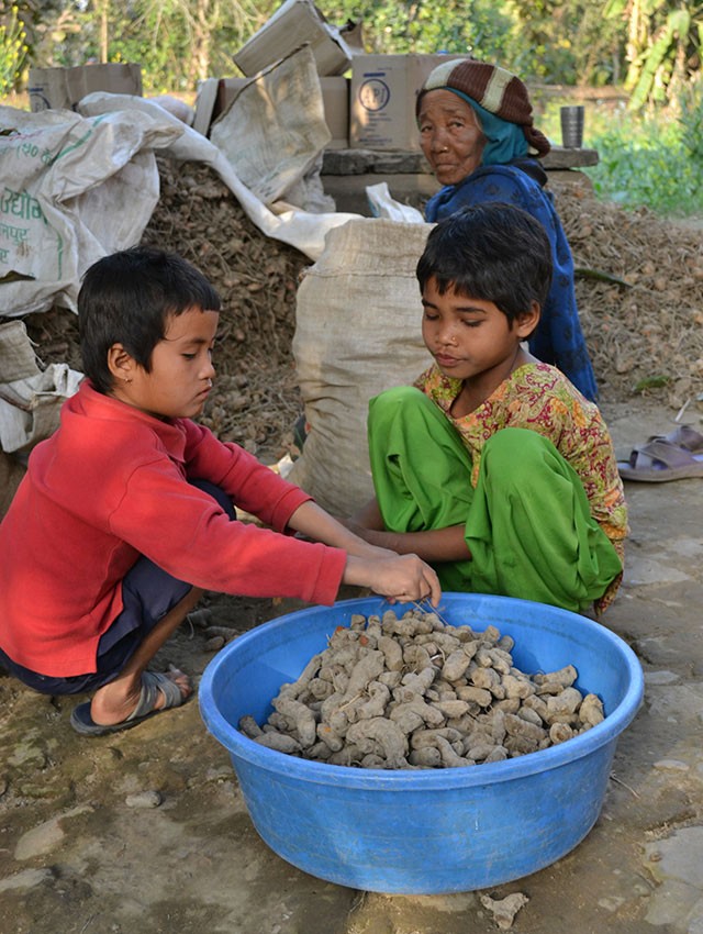 Two Nepalese orphans harvesting vegetables